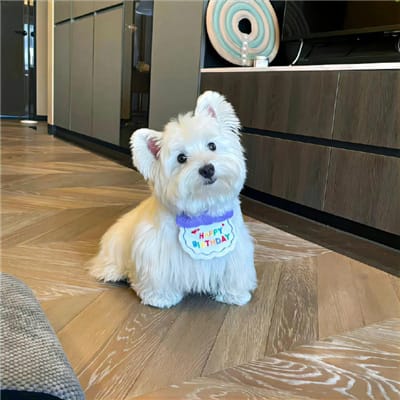 Gibran Rakabuming avatar